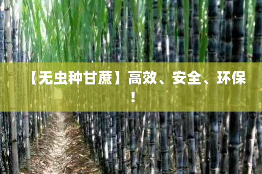 【无虫种甘蔗】高效、安全、环保! 【无虫种甘蔗】高效、安全、环保!