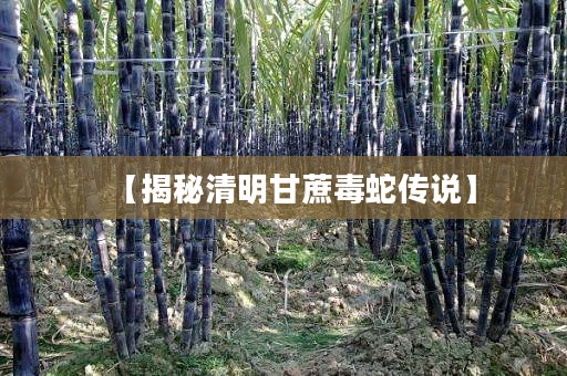 【揭秘清明甘蔗毒蛇传说】 【揭秘清明甘蔗毒蛇传说】