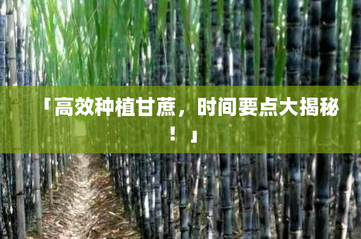 「高效种植甘蔗,时间要点大揭秘!」 「高效种植甘蔗,时间要点大揭秘!」