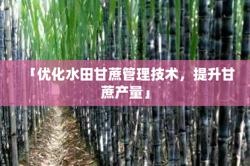 「优化水田甘蔗管理技术,提升甘蔗产量」 「优化水田甘蔗管理技术,提升甘蔗产量」