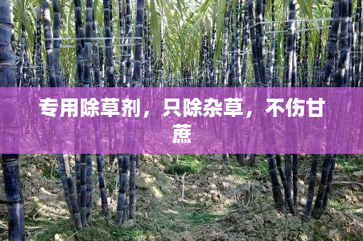 专用除草剂,只除杂草,不伤甘蔗 专用除草剂,只除杂草,不伤甘蔗