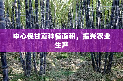 中心保甘蔗种植面积,振兴农业生产 中心保甘蔗种植面积,振兴农业生产