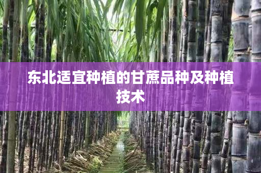 东北适宜种植的甘蔗品种及种植技术 东北适宜种植的甘蔗品种及种植技术