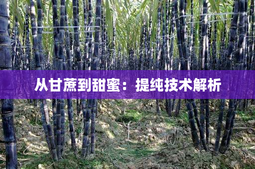 从甘蔗到甜蜜:提纯技术解析 从甘蔗到甜蜜:提纯技术解析