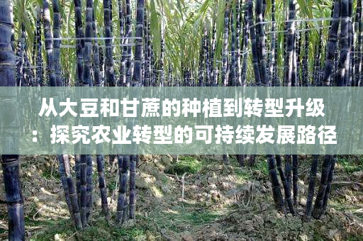 从大豆和甘蔗的种植到转型升级:探究农业转型的可持续发展路径 从大豆和甘蔗的种植到转型升级:探究农业转型的可持续发展路径